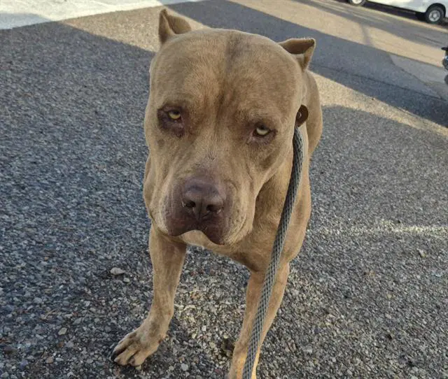 Cojak - American Pit Bull Terrier
