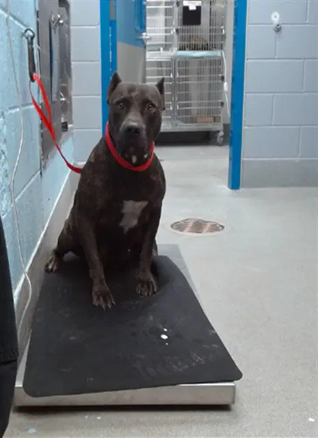 Kitty - American Pit Bull Terrier