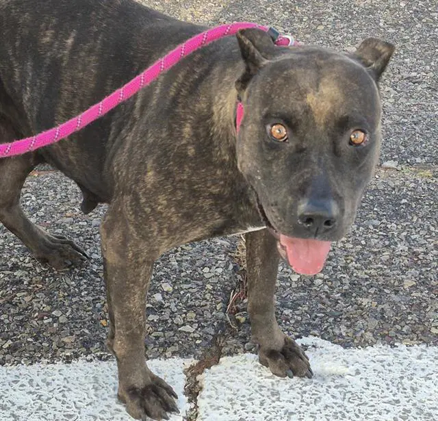 Kitty - American Pit Bull Terrier