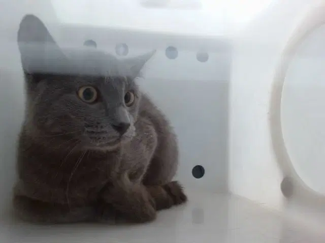 Tink - Domestic Short Hair