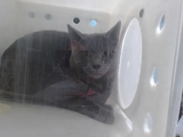 Ben - Domestic Short Hair