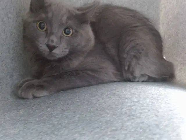 Tod - Domestic Short Hair