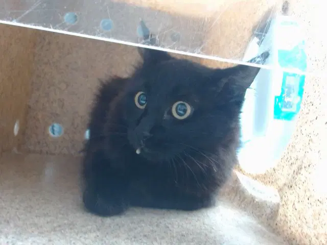 Grace - Domestic Medium Hair