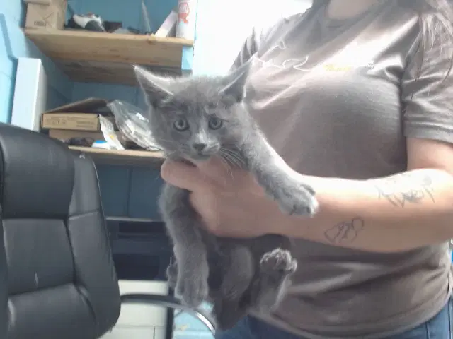 Simon - Domestic Short Hair