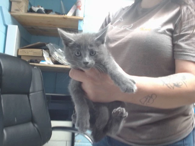 Simon