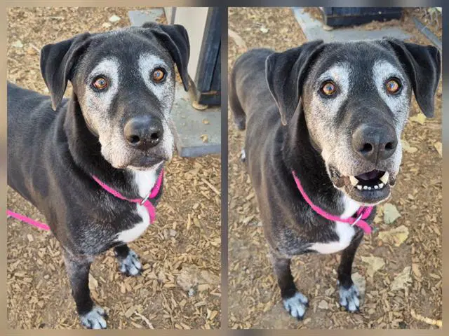 Joe Joe - Labrador Retriever