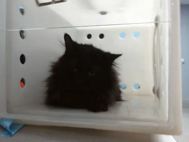 Chloe - Domestic Long Hair