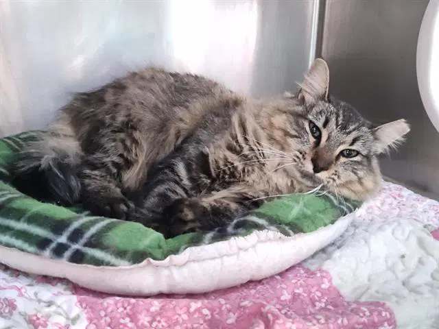 Miss Whiskers - Domestic Long Hair