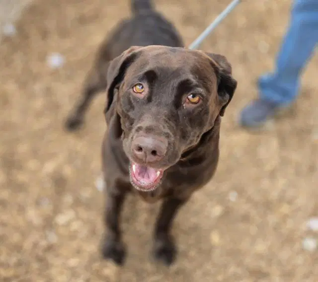 Kali - Labrador Retriever