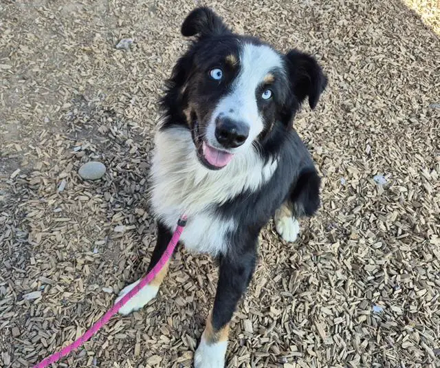 Doc Mcnubbins - Border Collie