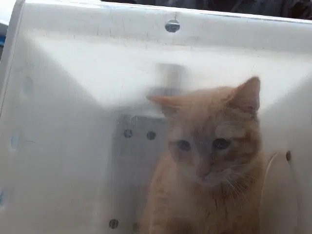 Mace - Domestic Short Hair