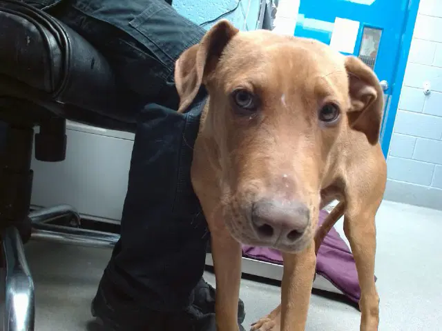 Jett - Doberman Pinscher