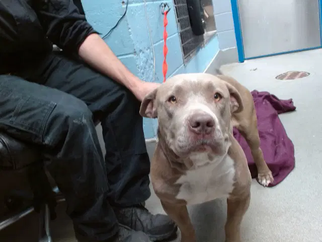 Buffalo - American Bulldog