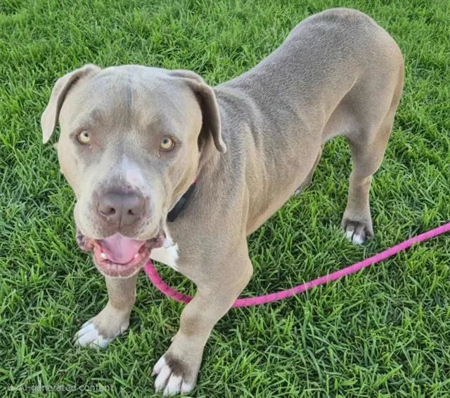 Buffalo - American Bulldog
