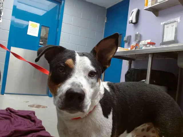 Nitro - Australian Cattle Dog/Blue Heeler