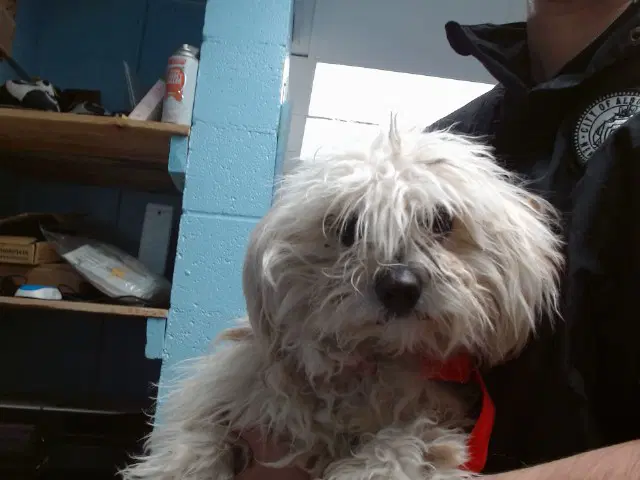 Matty - Poodle (Miniature)