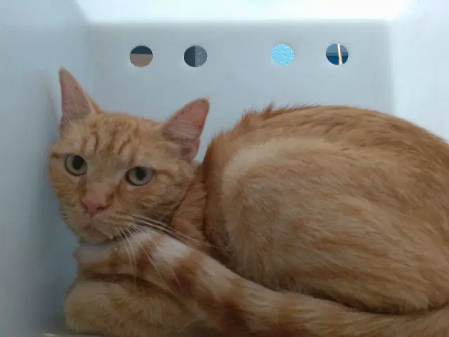 Ginger - Domestic Short Hair
