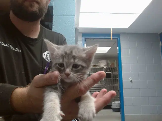 Thing - Domestic Short Hair