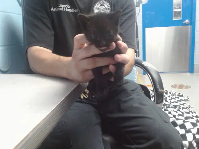 Nyx - Domestic Short Hair