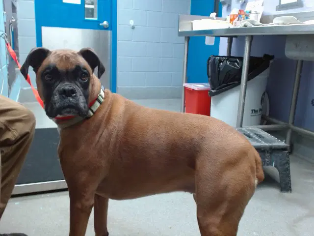 Sammy - Boxer