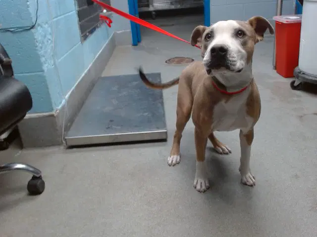 Hollandaise - American Pit Bull Terrier