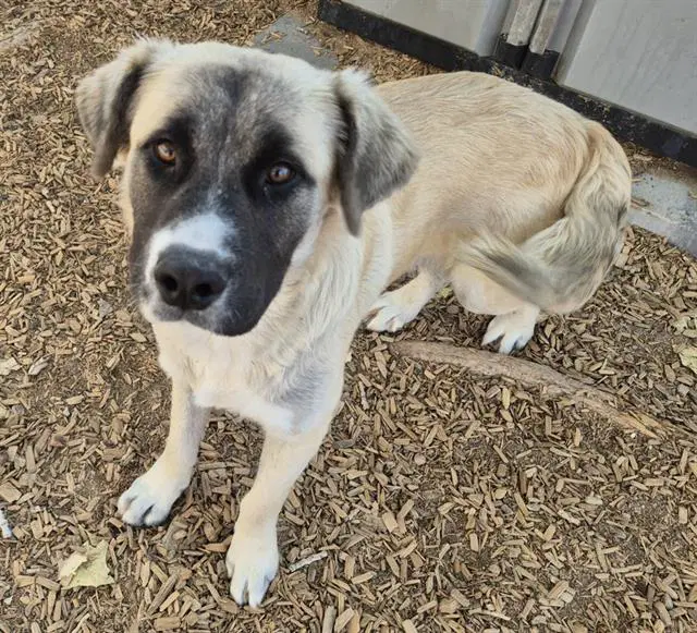 Leon - Leonberger