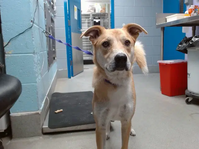 Wiley - Australian Cattle Dog/Blue Heeler