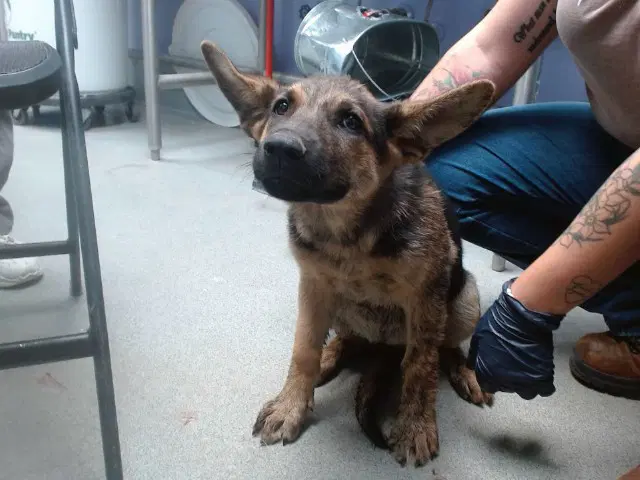 Lola - German Shepherd Dog