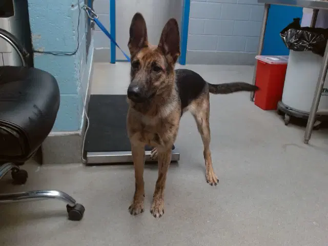 Lola - German Shepherd Dog