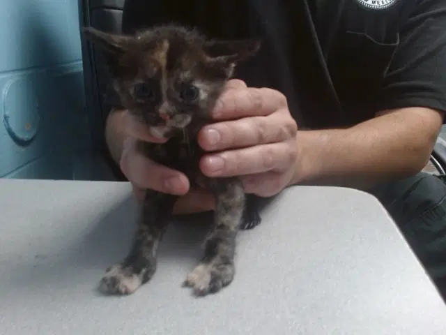 Morticia - Domestic Short Hair