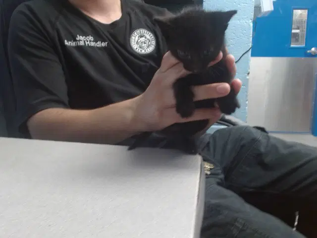 Salem - Domestic Short Hair