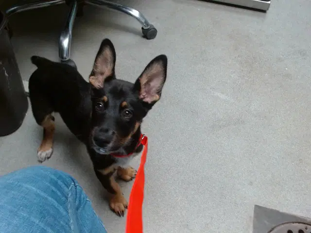 Phoenix - German Shepherd Dog