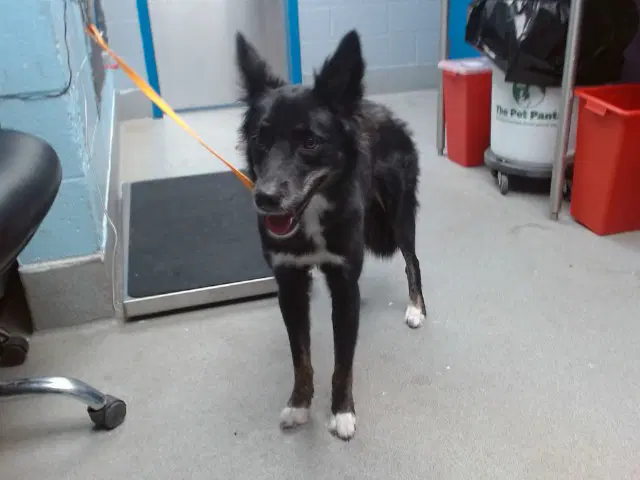 Shadow - Border Collie
