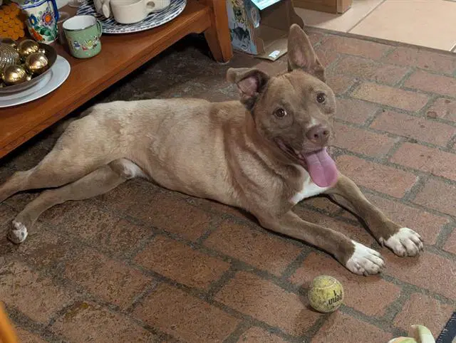 Dakota - American Pit Bull Terrier