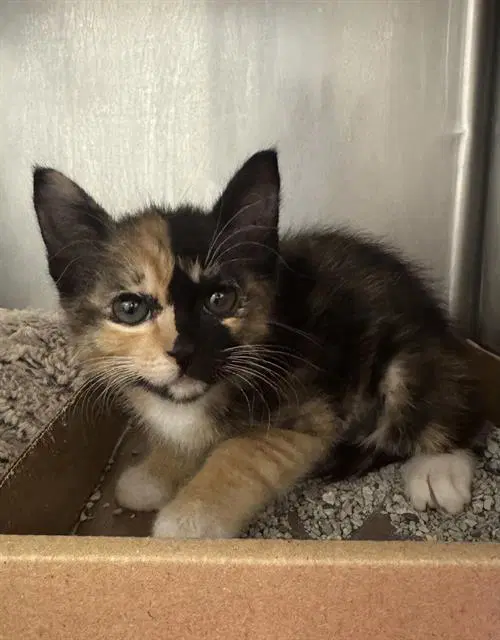 Molly - Domestic Short Hair