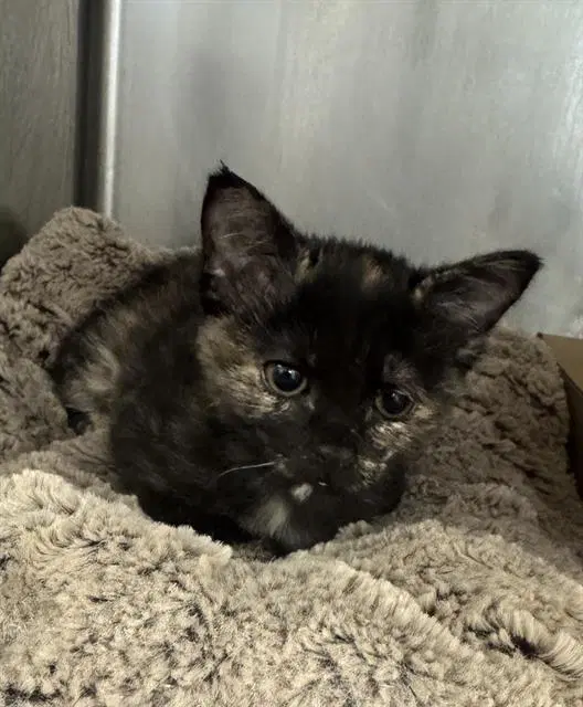 Shadow - Domestic Short Hair