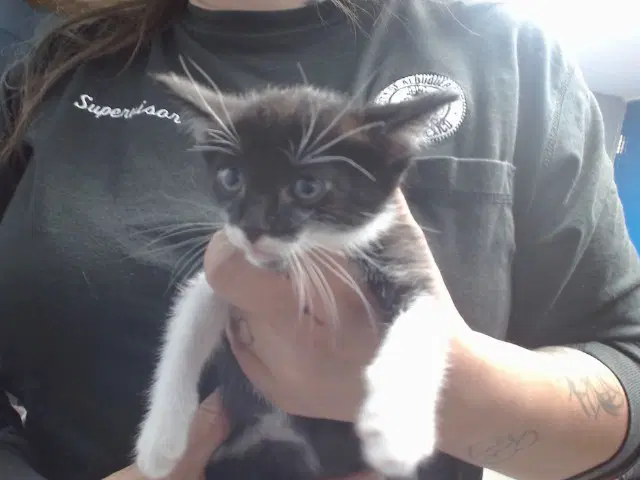 Jean Grey - Domestic Short Hair