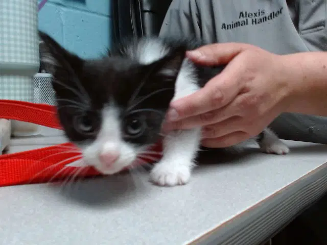 Zora - Domestic Short Hair