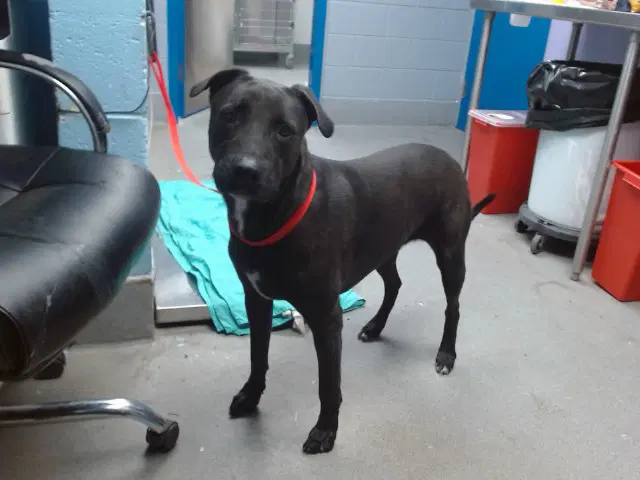 Buck - Labrador Retriever