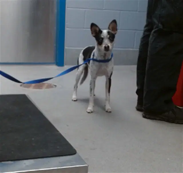 Rosy - Australian Cattle Dog/Blue Heeler