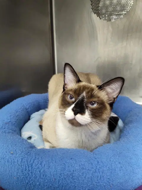 Loki - Snowshoe