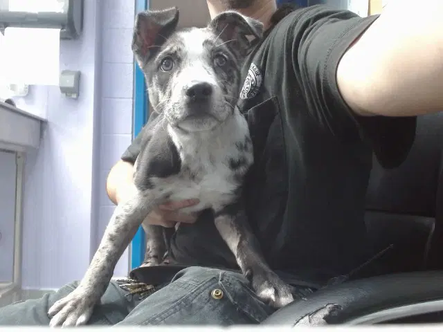 Gypsy - Catahoula Leopard Dog