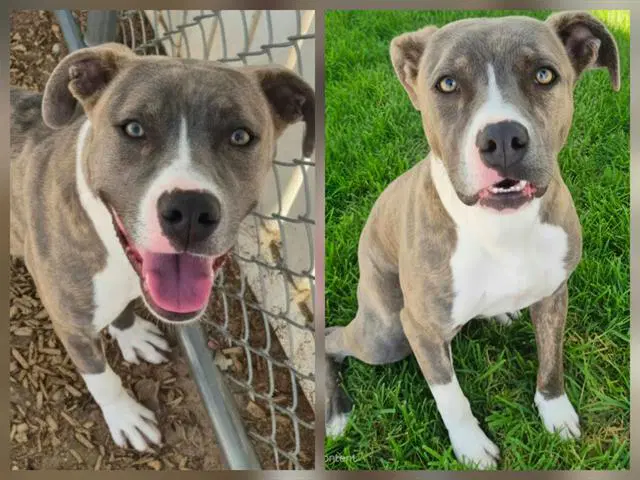 Darcy - American Pit Bull Terrier