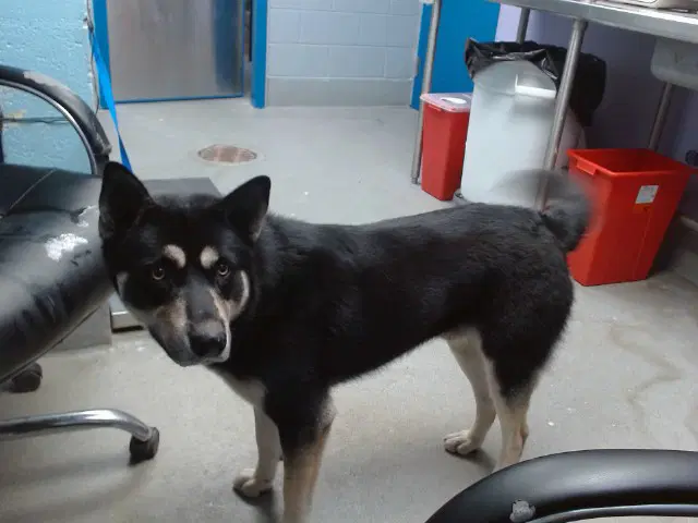 Remy - Alaskan Malamute