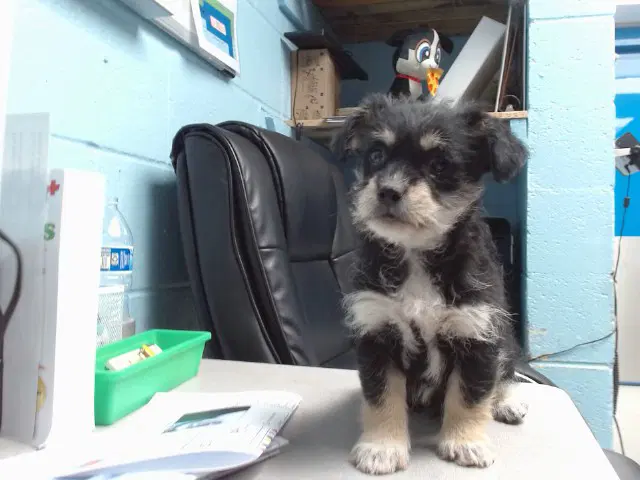 Fonze - Shih Tzu