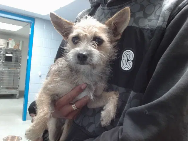Mary - Cairn Terrier