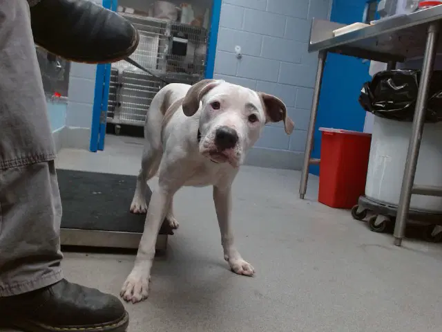 Max - American Pit Bull Terrier