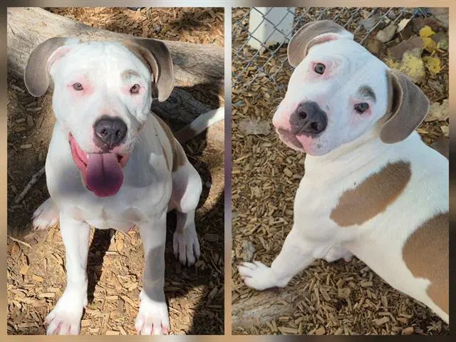 Max - American Pit Bull Terrier
