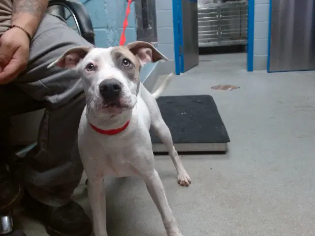 Maxine - American Pit Bull Terrier