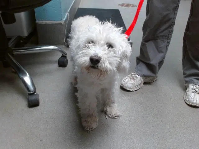 Bo - Poodle (Miniature)
